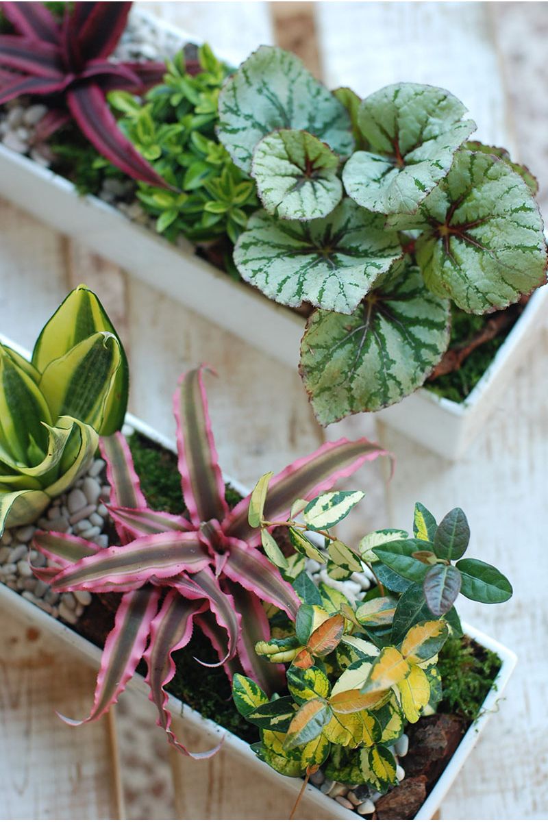 福祿桐組合小盆景 Polyscias Arrangement